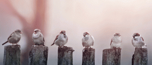 line of small birds sitting on top of fence post